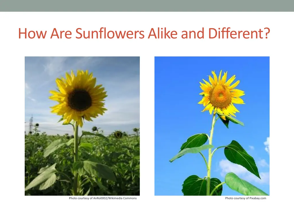 how are sunflowers alike and different