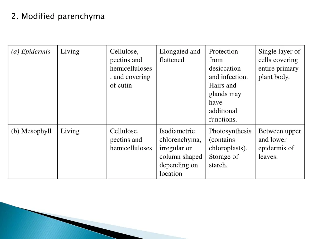 2 modified parenchyma