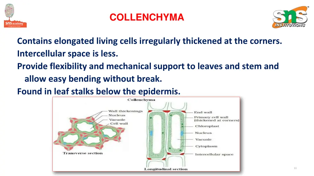 collenchyma