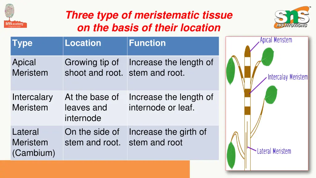 three type of meristematic tissue on the basis