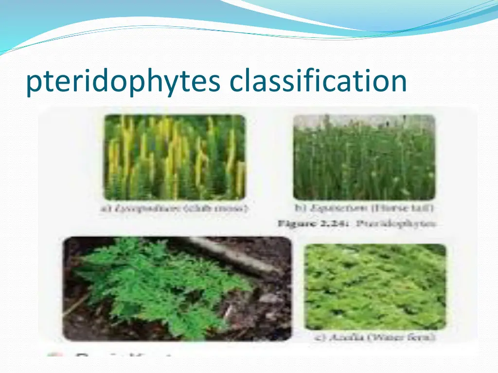 pteridophytes classification 1