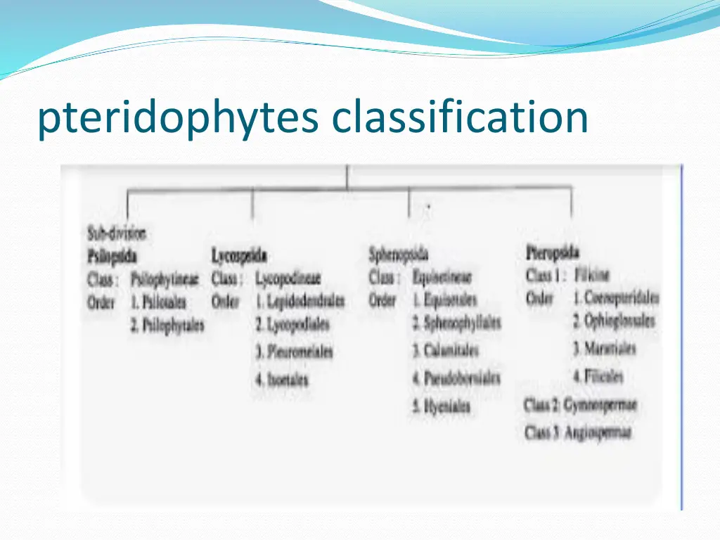 pteridophytes classification