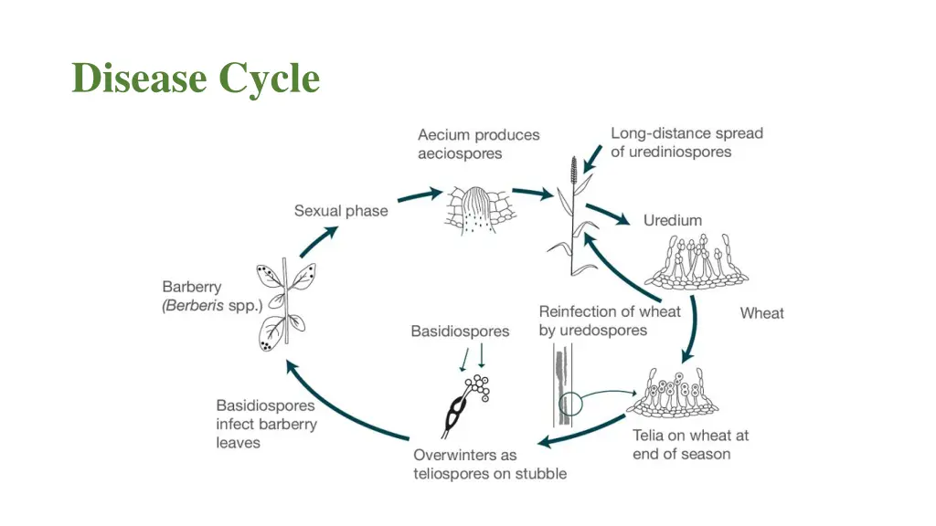 disease cycle