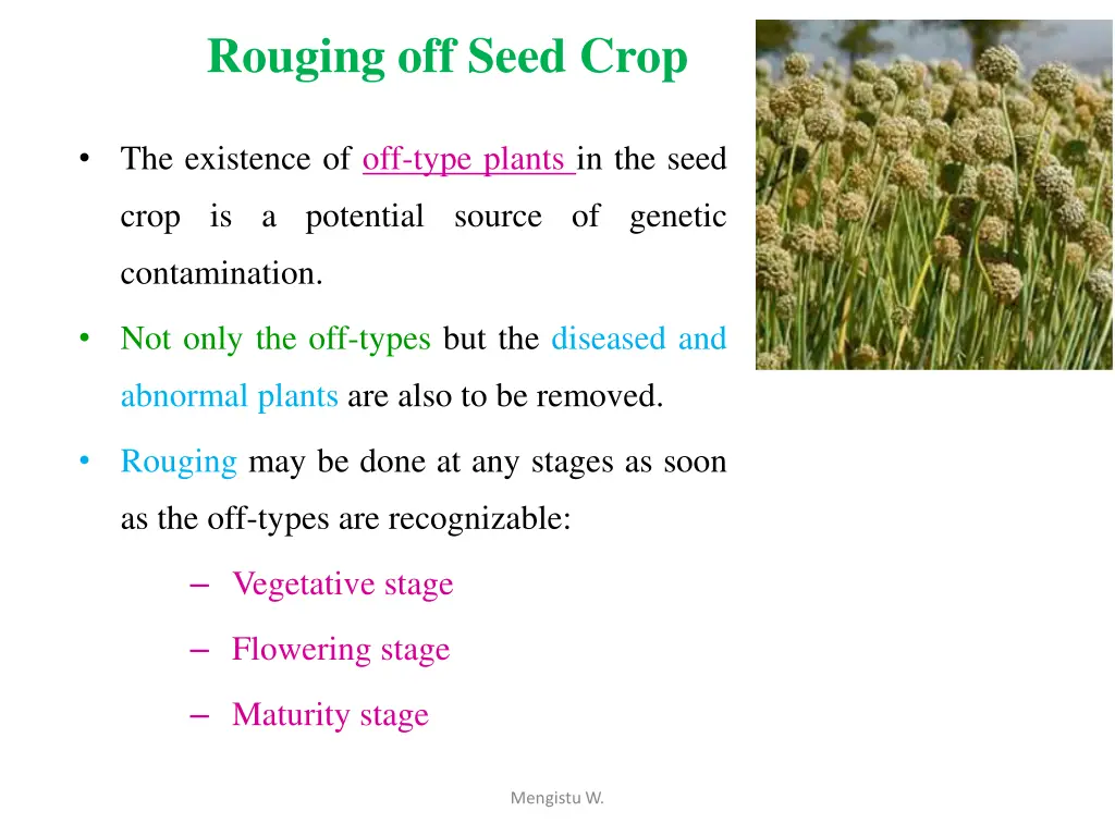 rouging off seed crop
