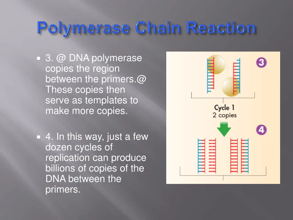 3 @ dna polymerase copies the region between