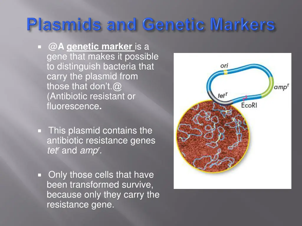 @ a genetic marker is a gene that makes