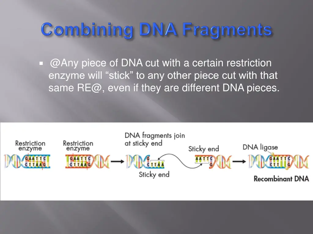 @any piece of dna cut with a certain restriction