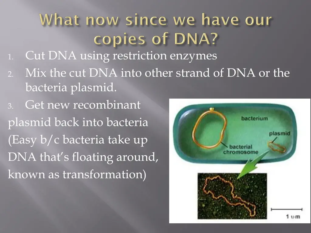 cut dna using restriction enzymes