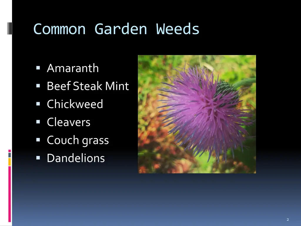 common garden weeds