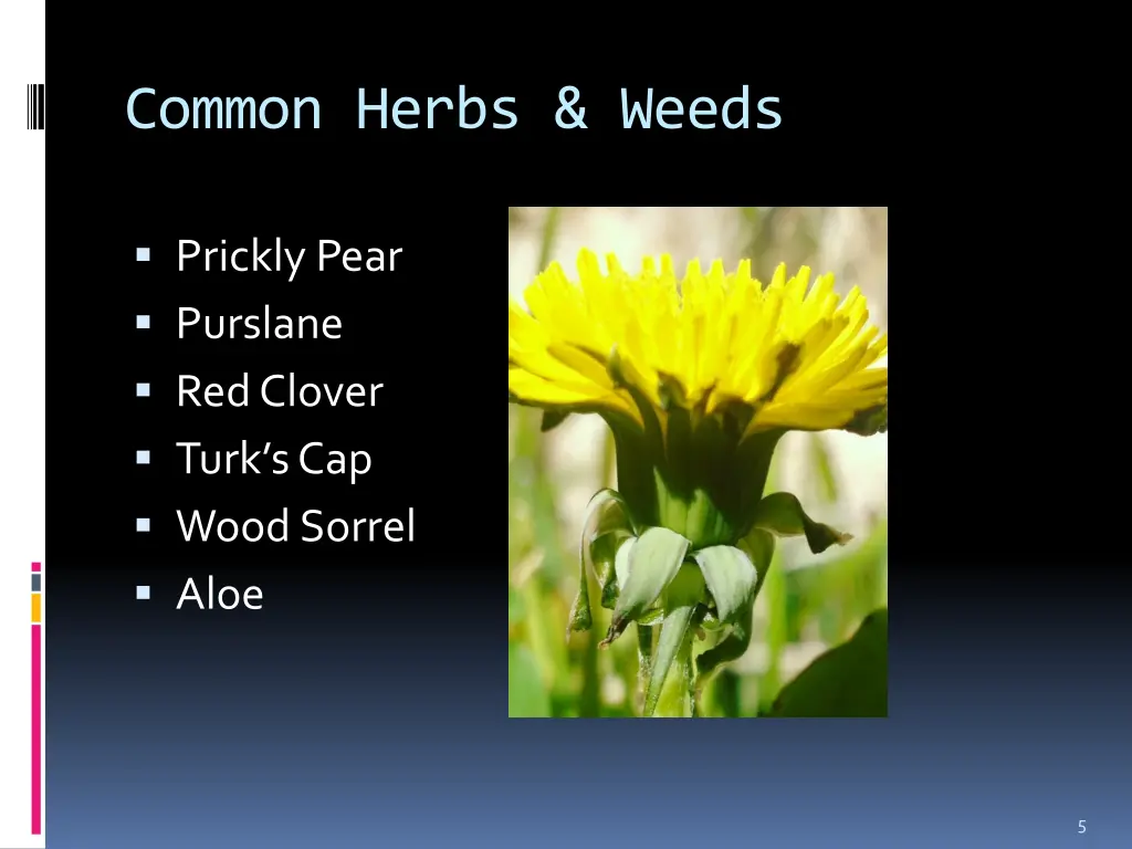 common herbs weeds