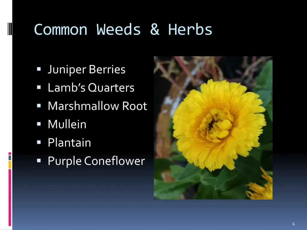 common weeds herbs 1