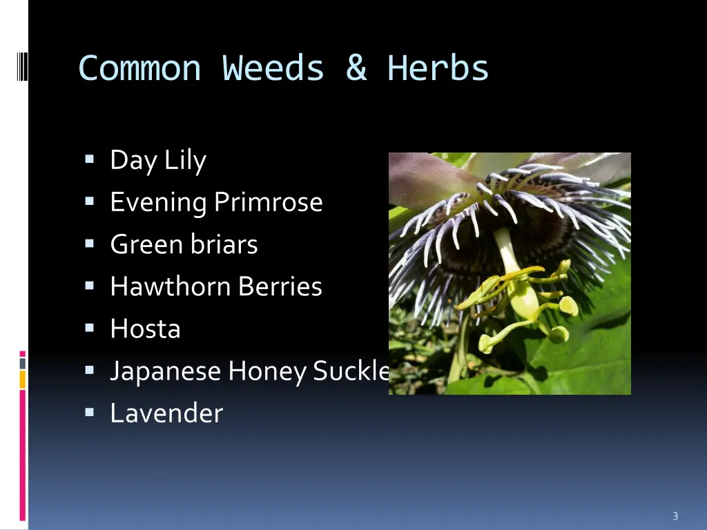 common weeds herbs