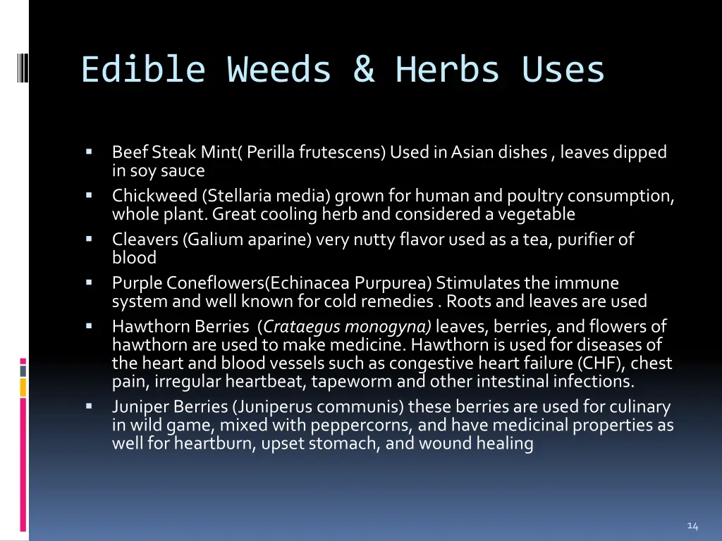edible weeds herbs uses 1