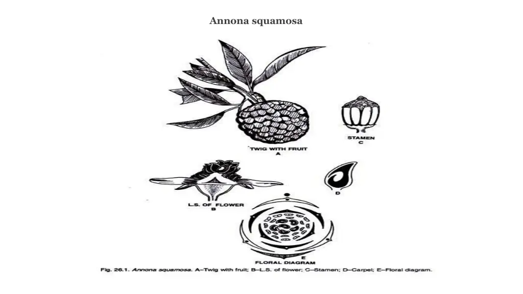 annona squamosa