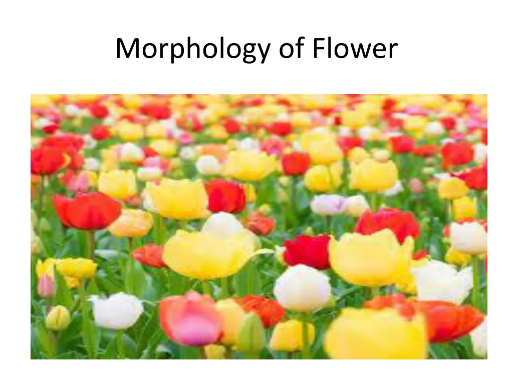 morphology of flower
