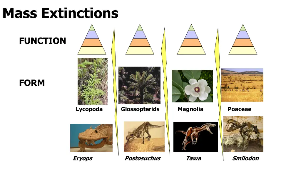 mass extinctions