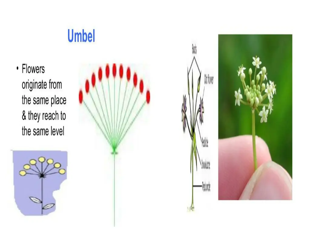 slide11