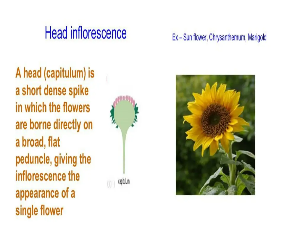 slide12