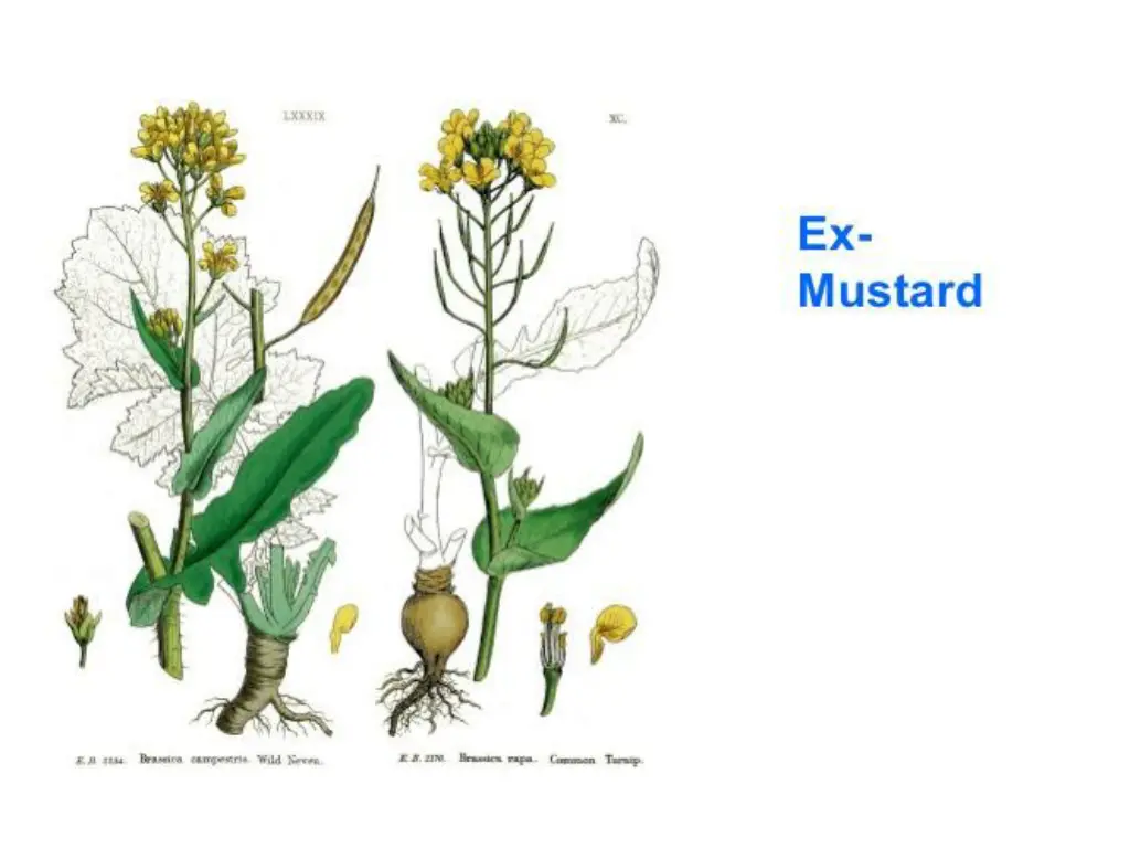 slide7