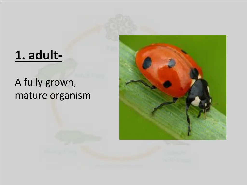 1 adult