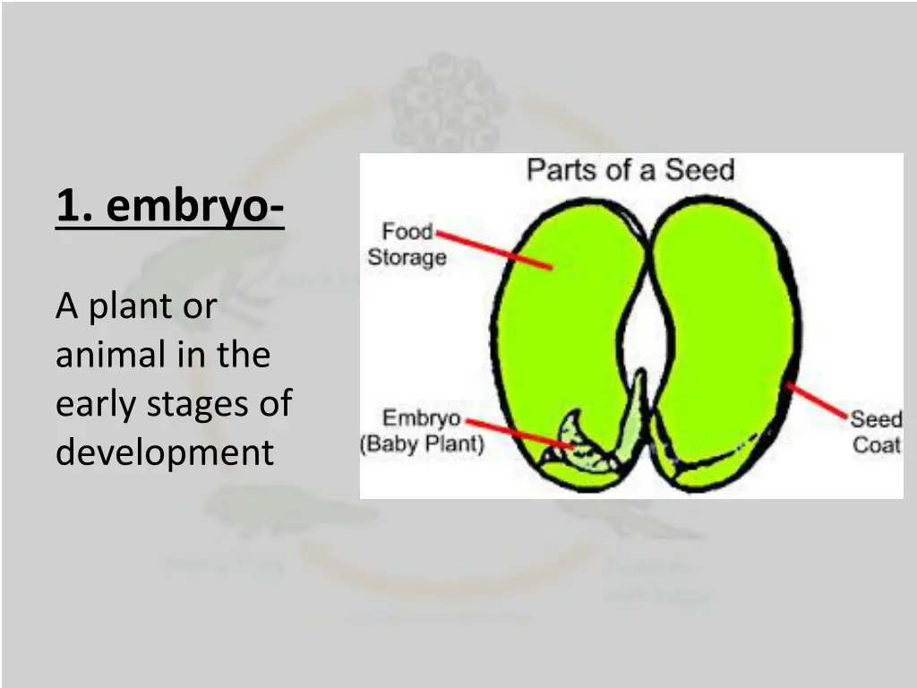 1 embryo
