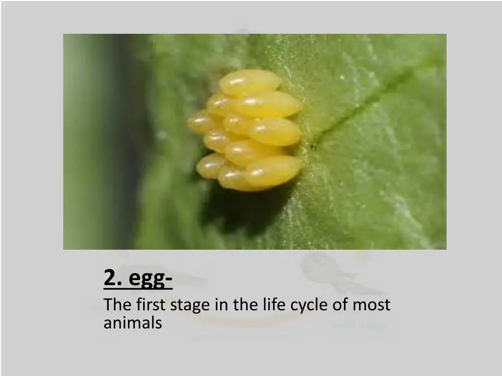 2 egg the first stage in the life cycle of most