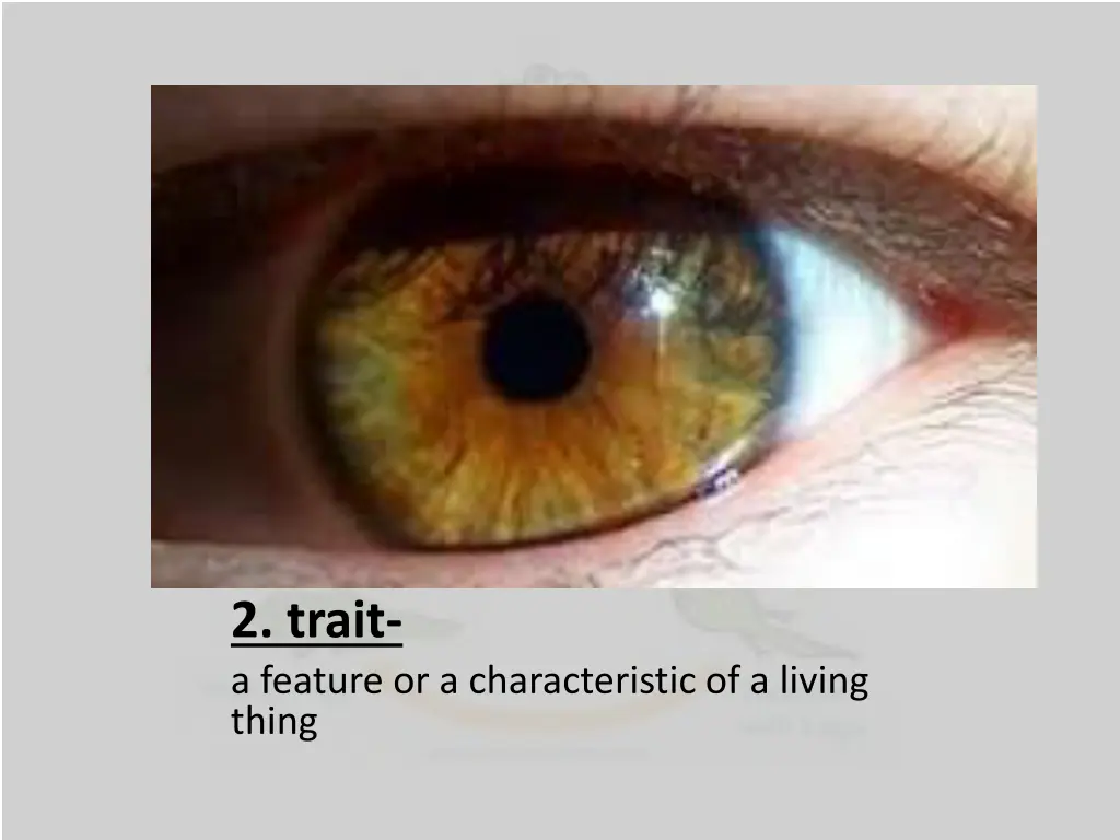 2 trait a feature or a characteristic of a living