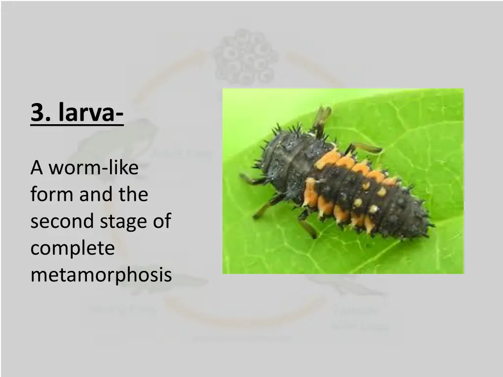 3 larva