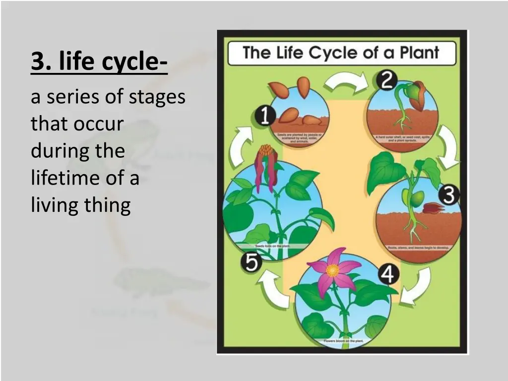 3 life cycle a series of stages that occur during