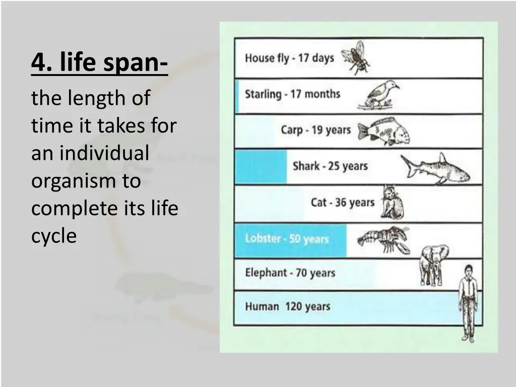 4 life span the length of time it takes