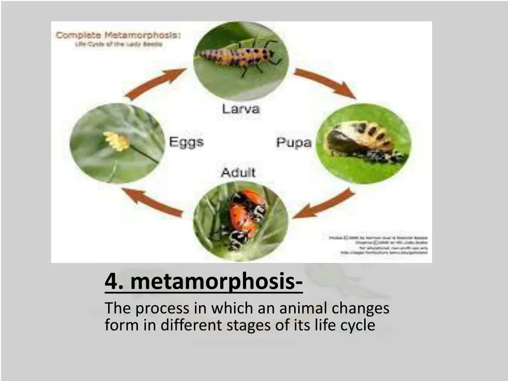 4 metamorphosis the process in which an animal