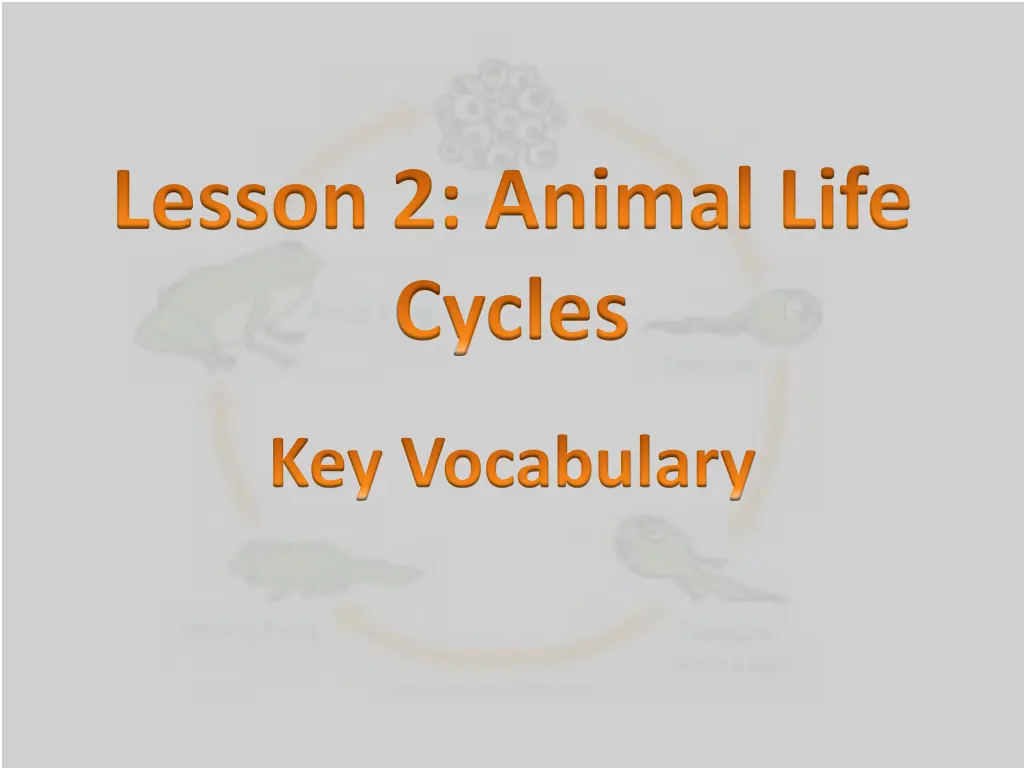 lesson 2 animal life cycles