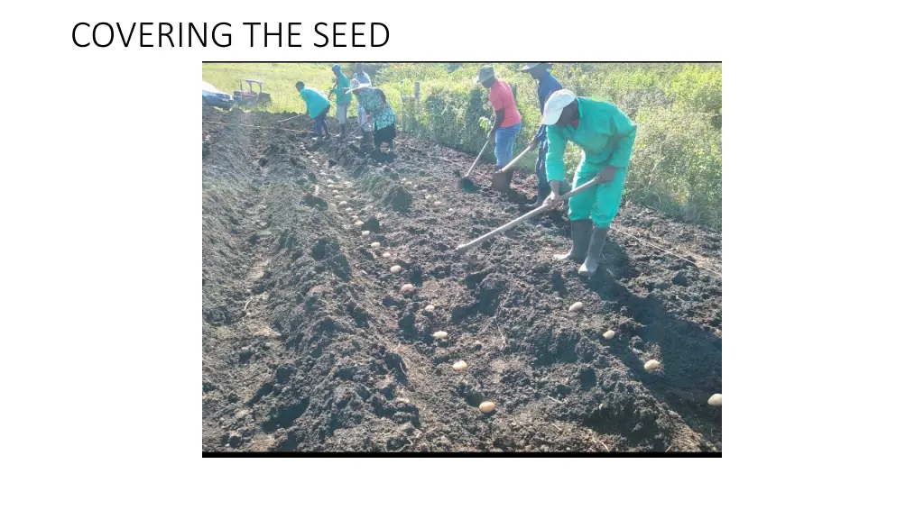 covering the seed