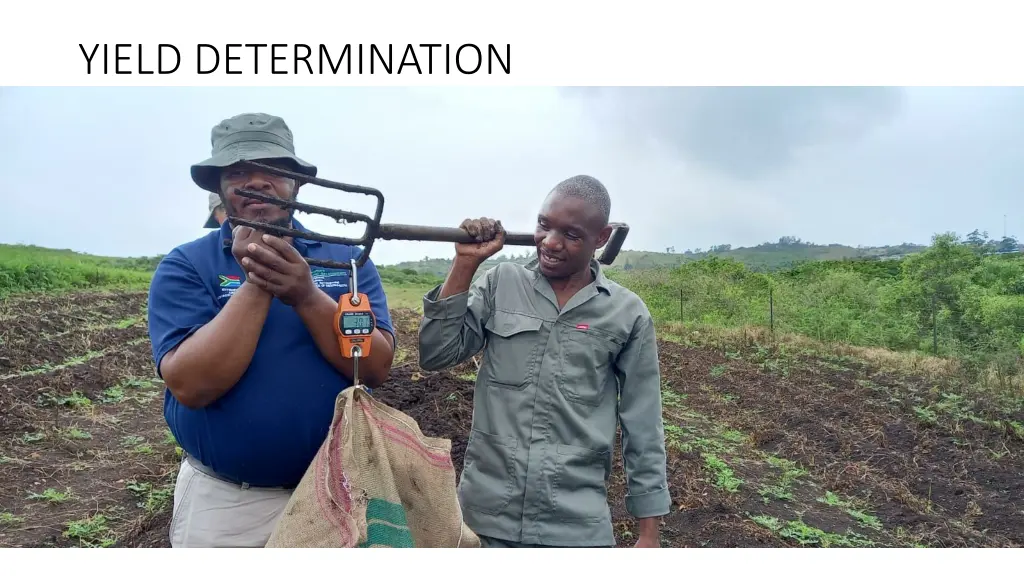 yield determination