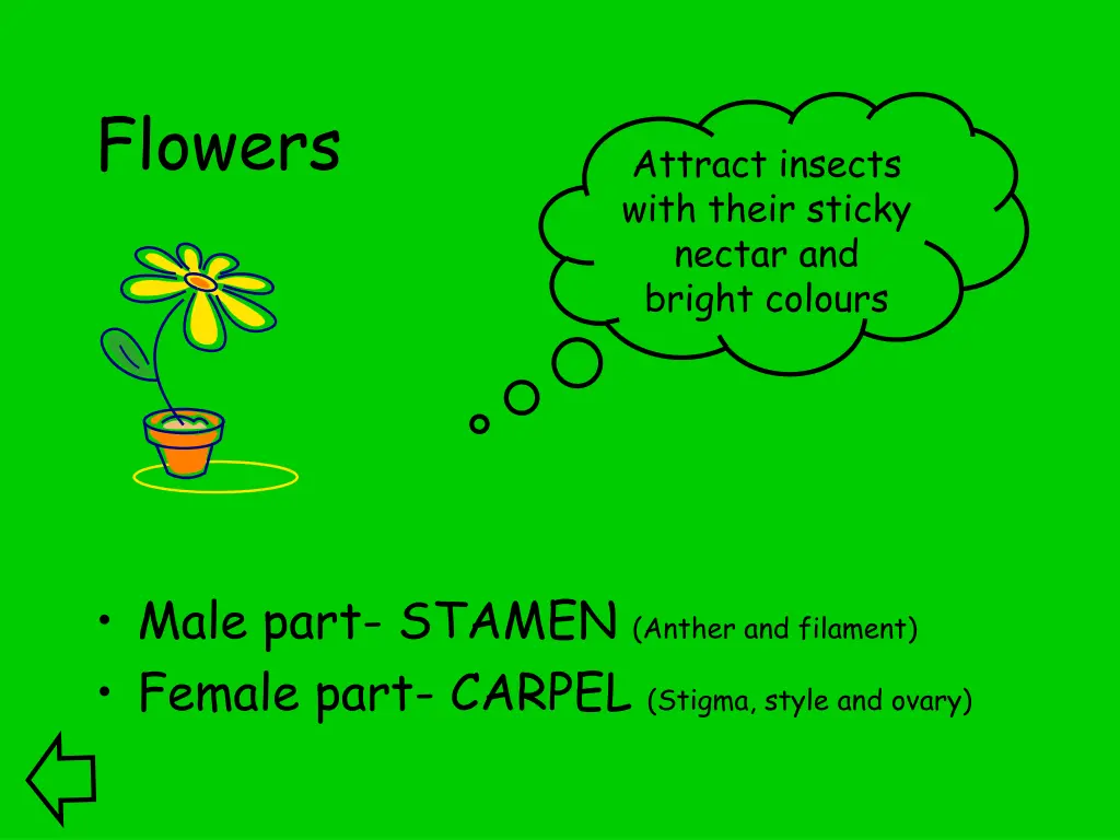 flowers