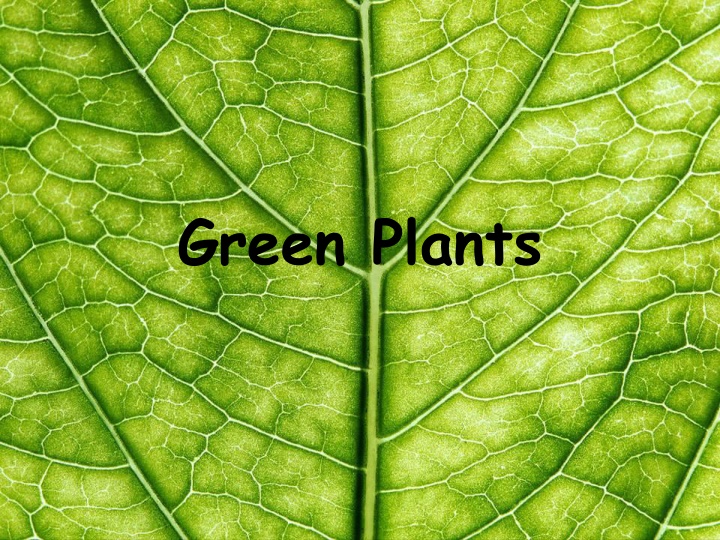 green plants
