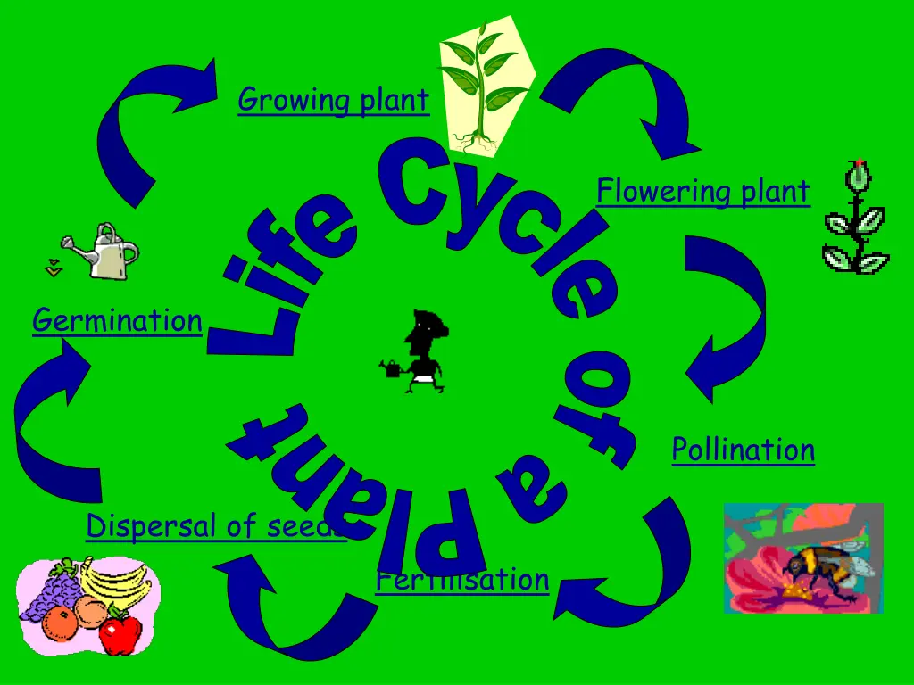growing plant life cycle of a plant