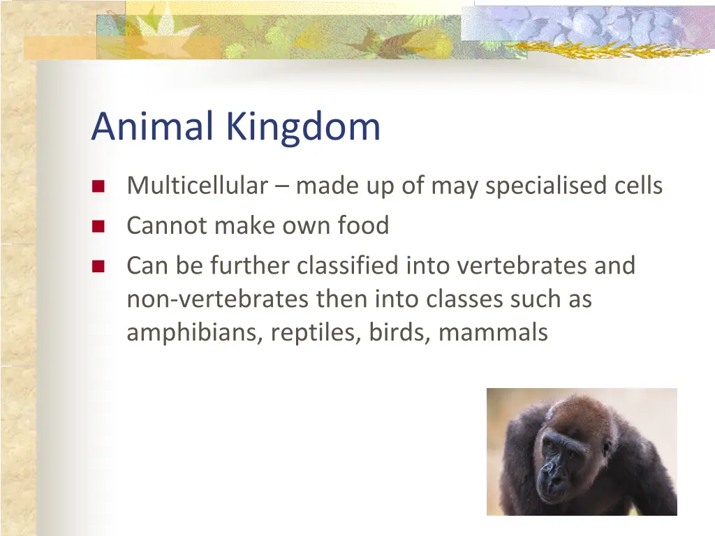 animal kingdom