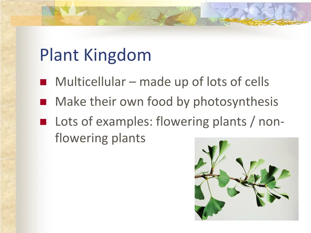 plant kingdom