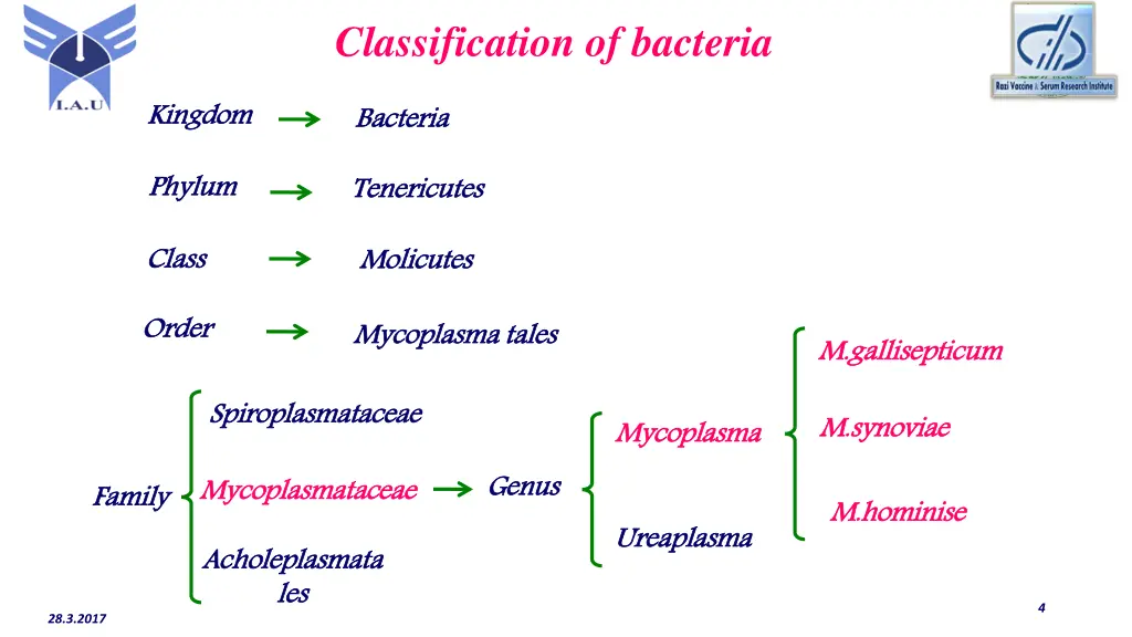 classification of bacteria