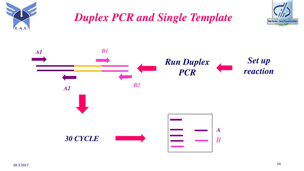 duplex pcr and single template