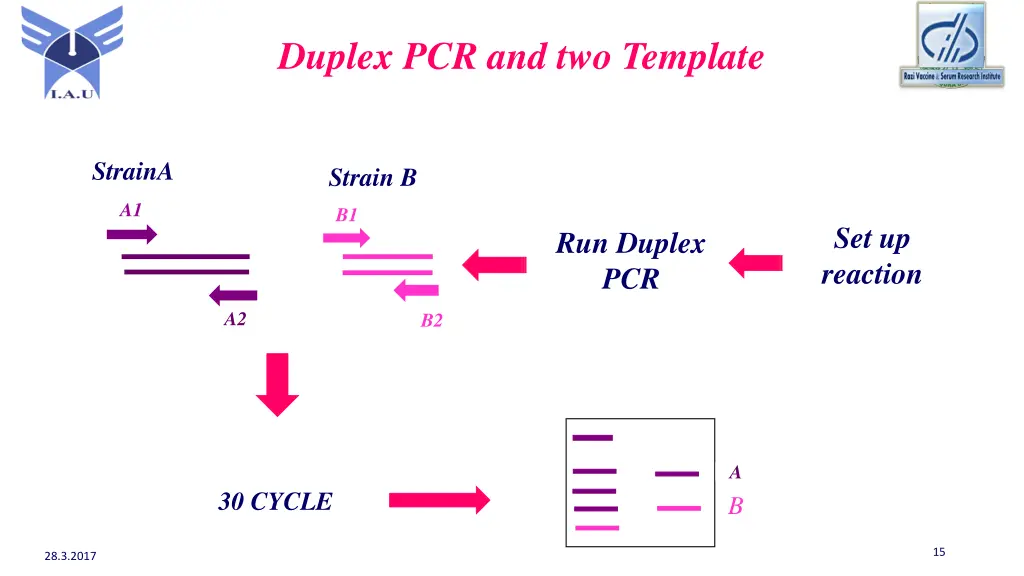 duplex pcr and two template