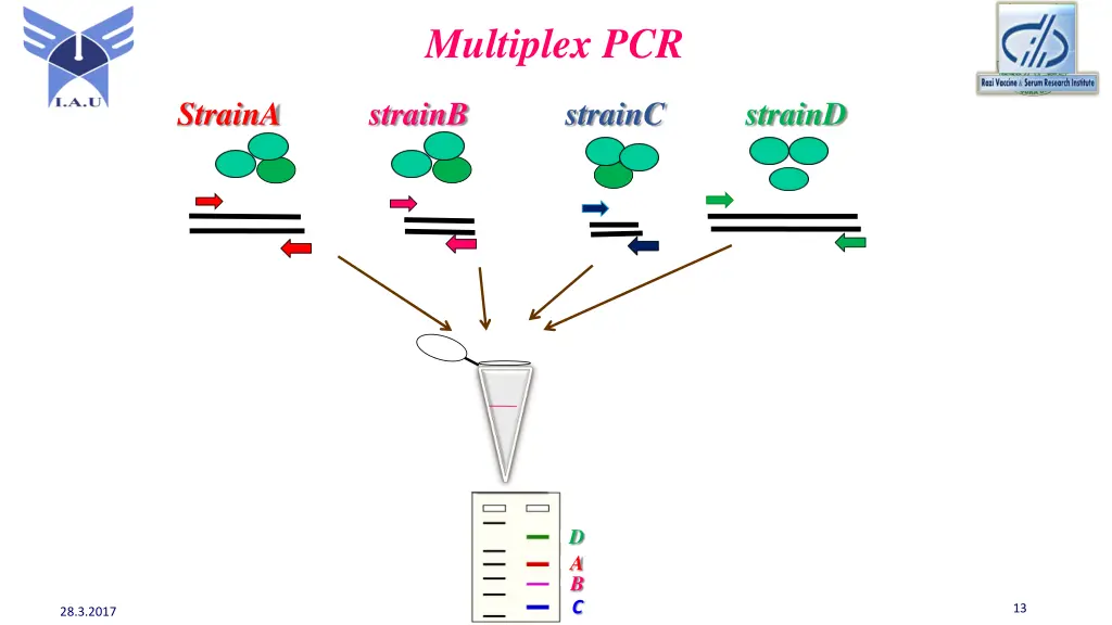 multiplex pcr