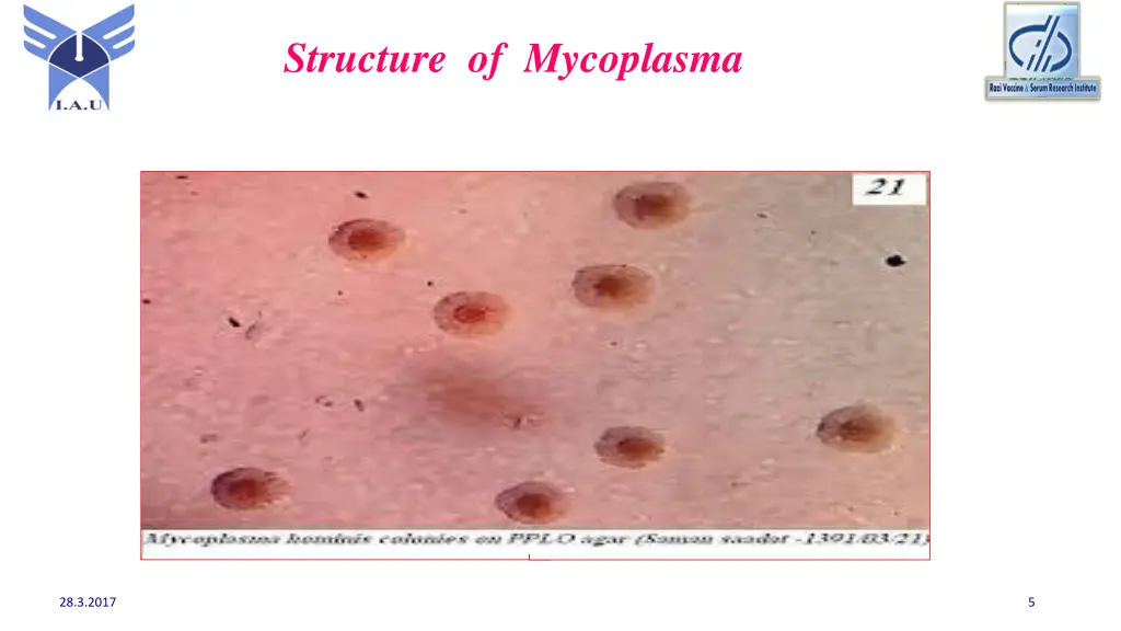 structure of mycoplasma