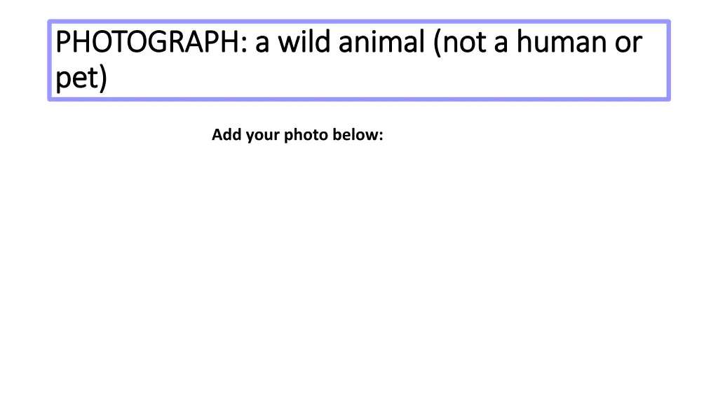 photograph a wild animal not a human