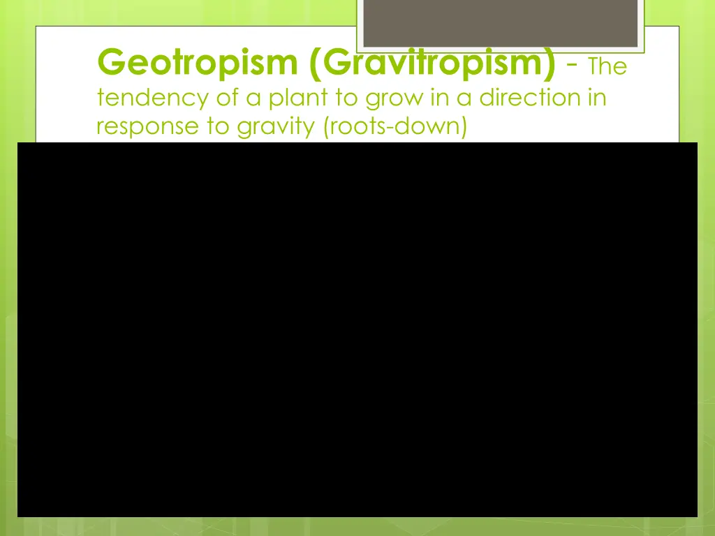 geotropism gravitropism the tendency of a plant