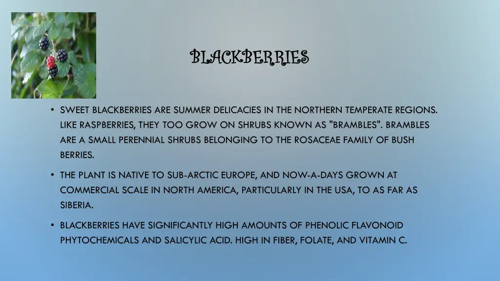 blackberries blackberries