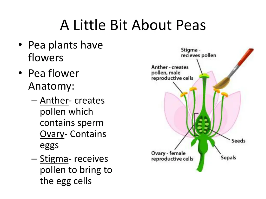 a little bit about peas pea plants have flowers