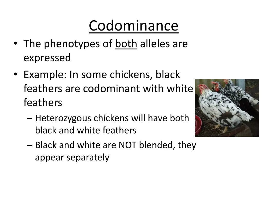 codominance