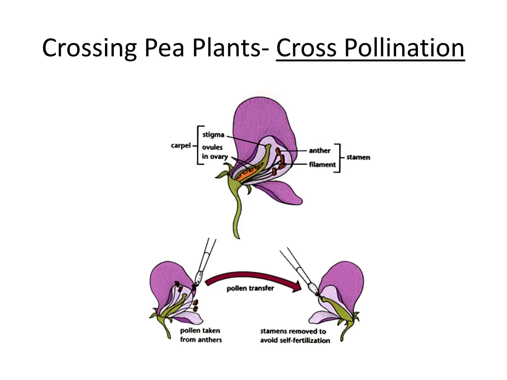 crossing pea plants cross pollination
